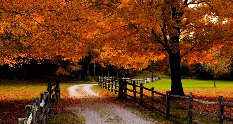 Autumn Road, forest, fall, autumn, grass, orange, bonito, trees ...
