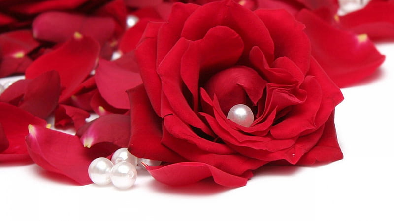 Happy Valentine's Day!, red, pearl, rose, flower, valentine, white, HD  wallpaper | Peakpx