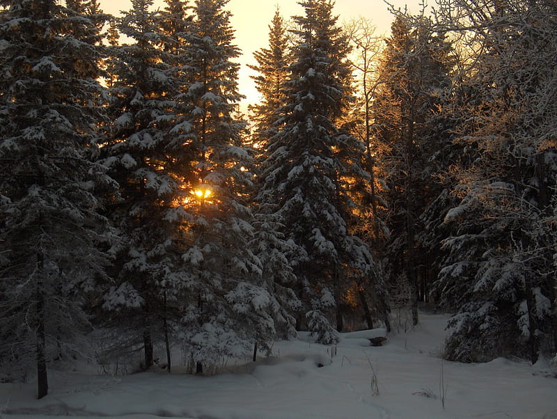 After the storm, forest, snow, golden, evergreens, sunset, trees, winter, cold, HD wallpaper