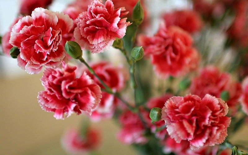Carnation, red, flowers, bonito, HD wallpaper