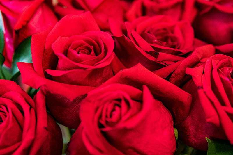 roses, red, petals, bouquet, HD wallpaper
