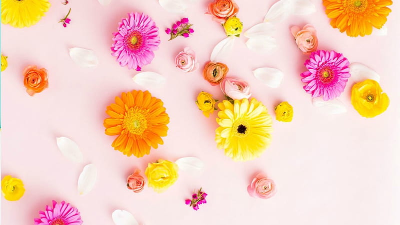 Flowers, texture, flower, summer, gerbera, yellow, ruth black, pink, HD wallpaper