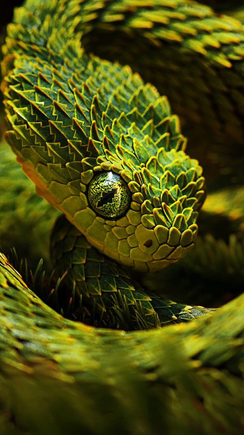 Green snake, viper, HD phone wallpaper