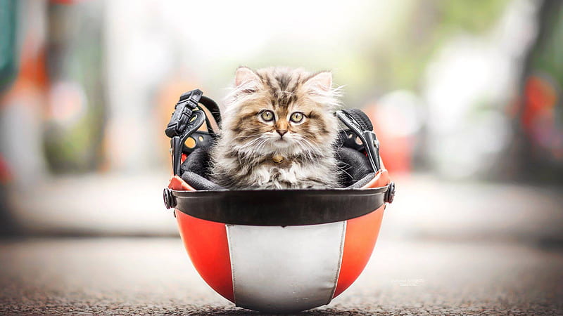 Funny Cat Kitten Is Sitting Inside Helmet In Blur Bokeh Background Funny Cat, HD wallpaper