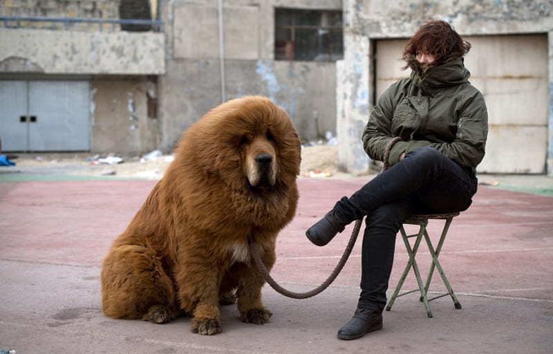tibetan mastiff, female, v, large, tibetan, large dog, dog, HD wallpaper
