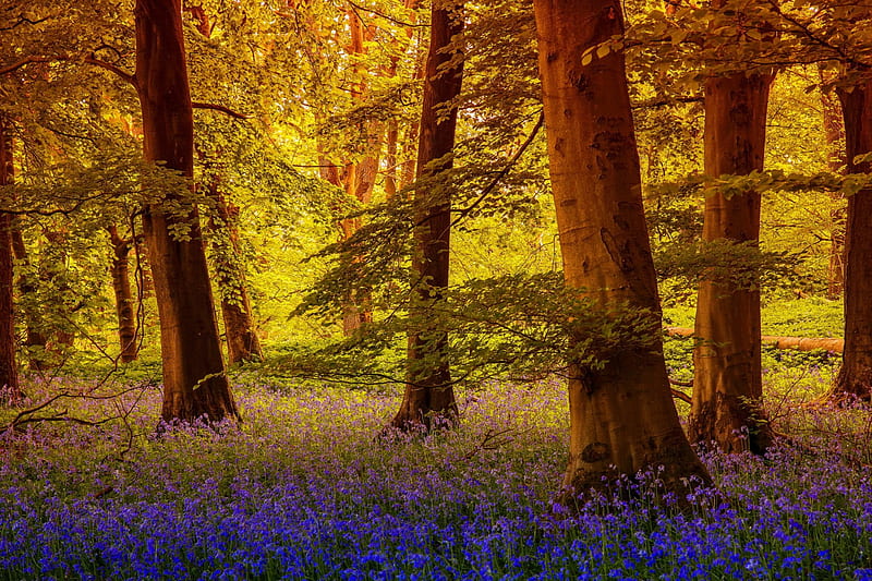 Forest trees and flowers, forest, lovely, grass, woods, bonito, trees, carpet, bluebells, nice, flowers, nature, branches, HD wallpaper
