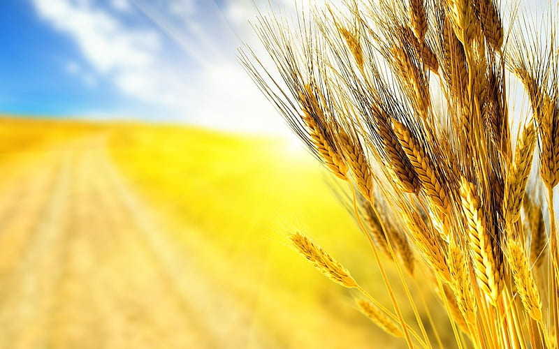 ukraine, flag of ukraine, wheat, vroiai, harvest, HD wallpaper