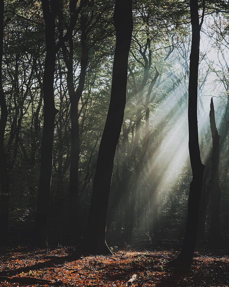 forest, fog, sunlight, trees, dark, HD phone wallpaper