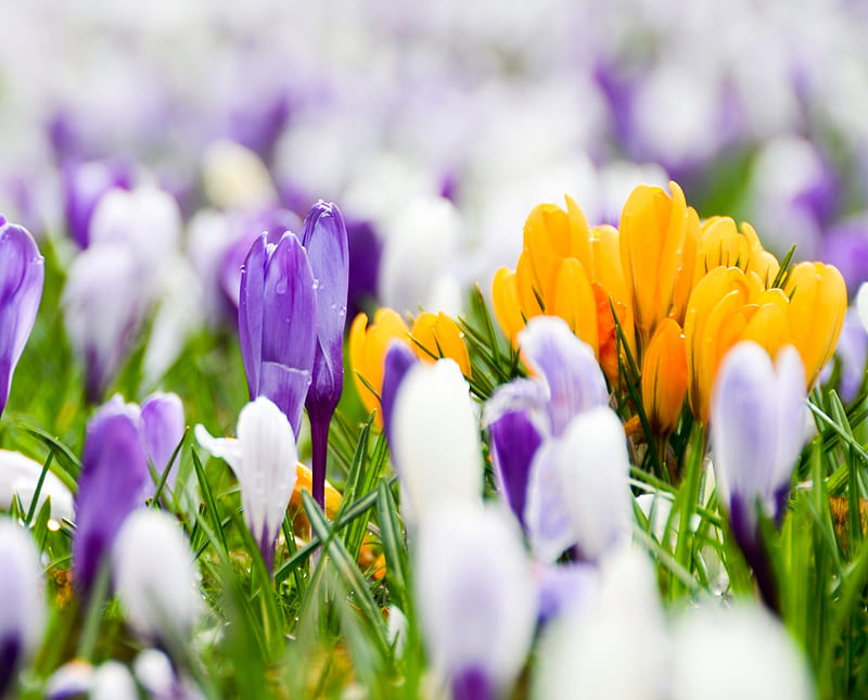 Beautiful Flowers, 2014, best, grass, latest, new, HD wallpaper