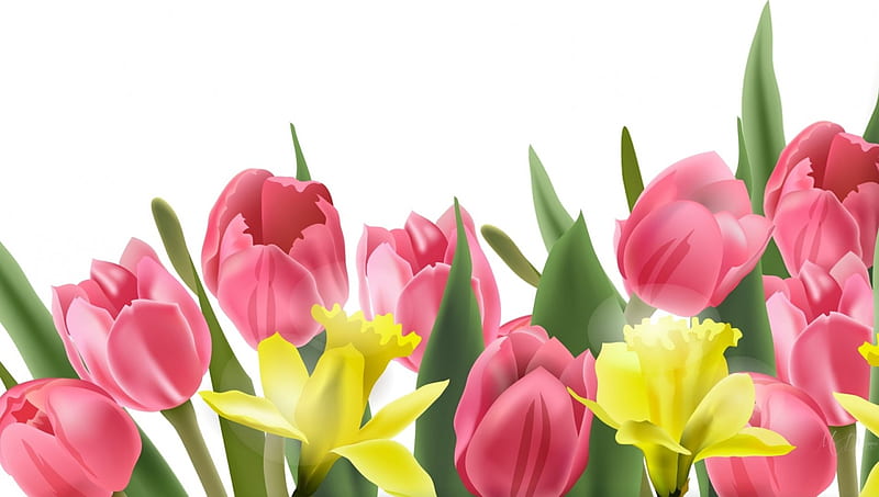 Tulips and Daffodils, bulbs, daffodils, flowers, garden, spring, tulips, HD wallpaper