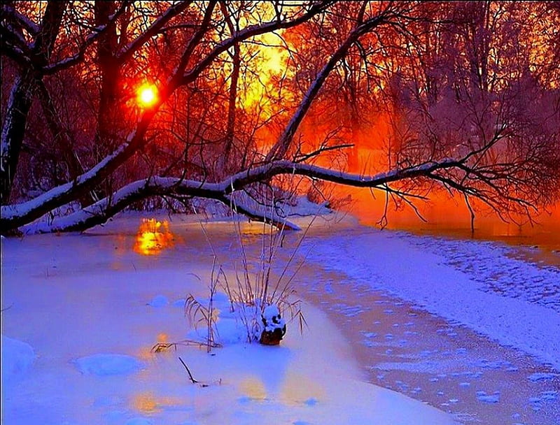 Fiery cold, forest, snow, orange, winter, HD wallpaper | Peakpx