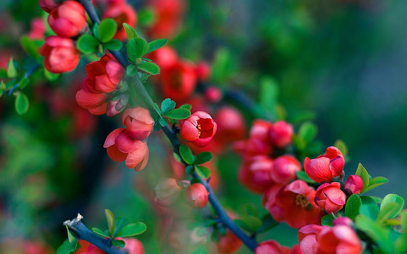 Branch of a quince, red, green, flower, quince, spring, branch, HD wallpaper