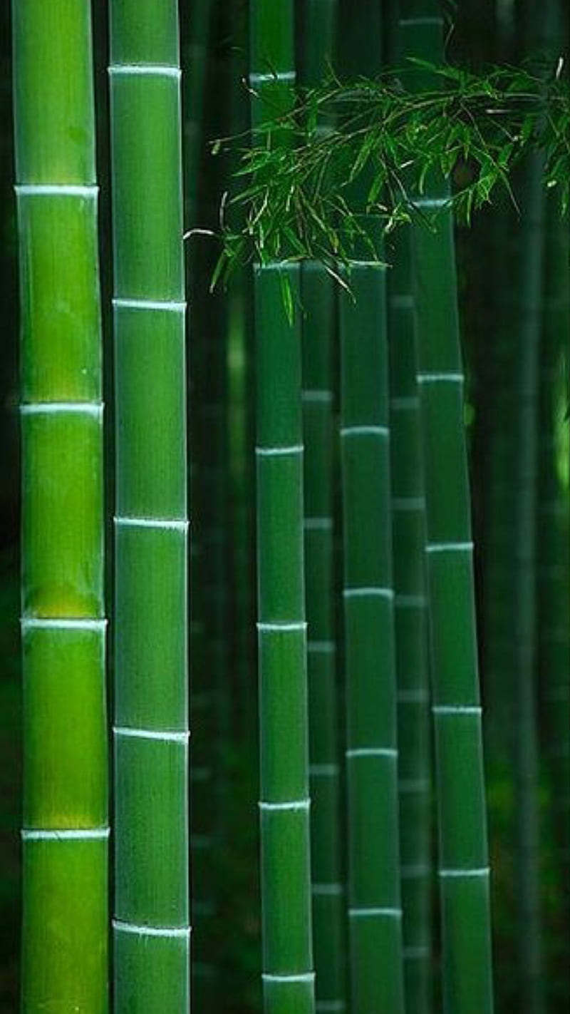 Buy Eurotex Polypropylene Green Bamboo Design PVC Wallpaper 53 x 1000 cm  (EW-0901) Online at Best Prices in India - JioMart.