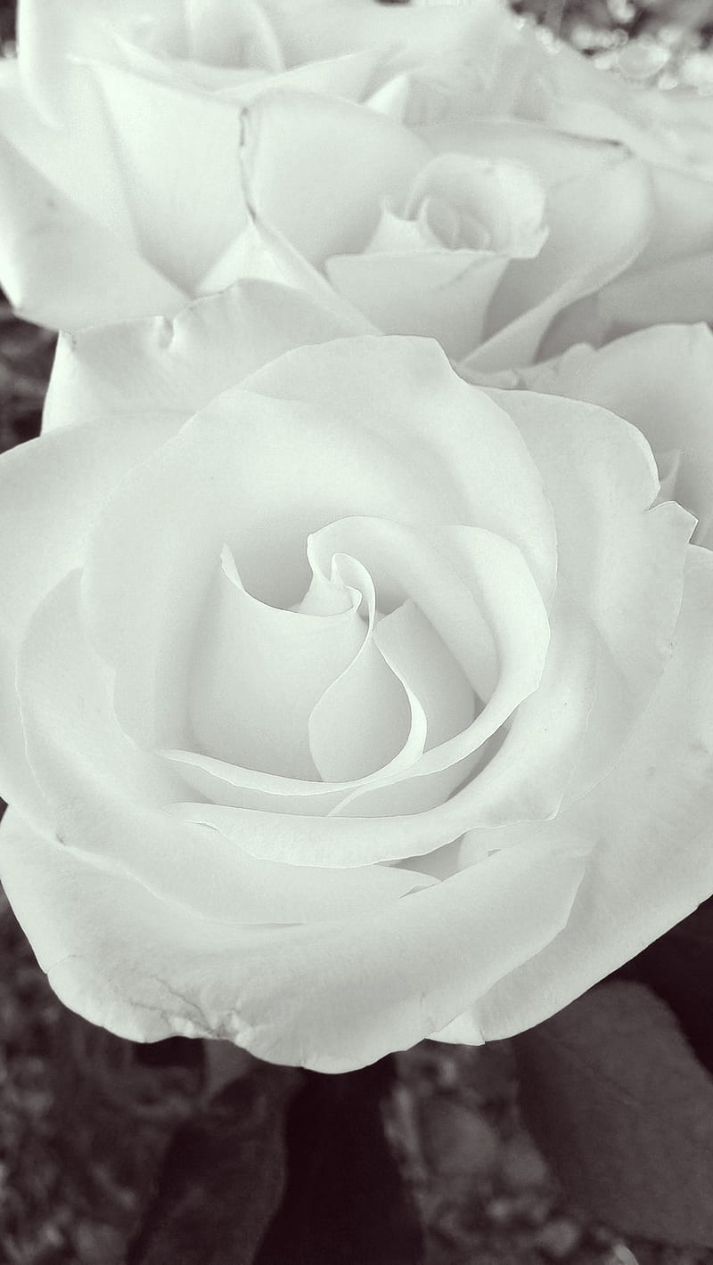 White And Black Rose, blackandwhiterise, kiddobenn, rose, shareandlike, HD  phone wallpaper | Peakpx