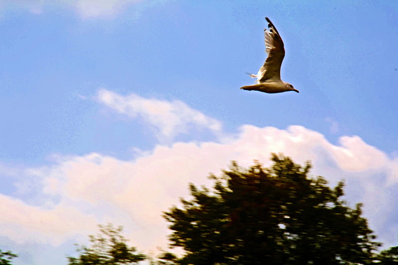 Blue Sky Swan, white swan, swan dive, blue sky, swan, HD wallpaper