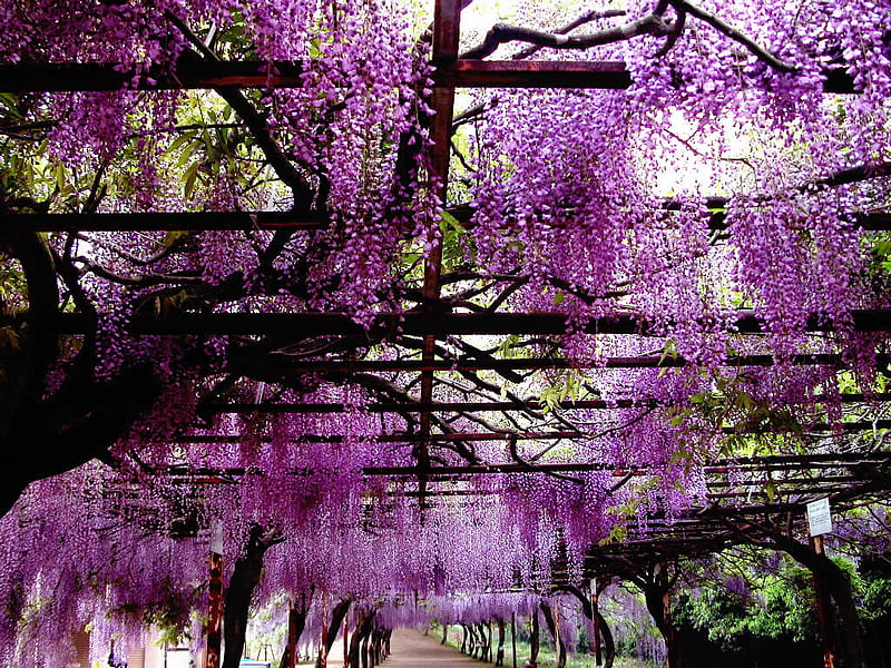 summer rattan, graphy, purple, summer, flowers, beauty, nature, violet, pink, HD wallpaper