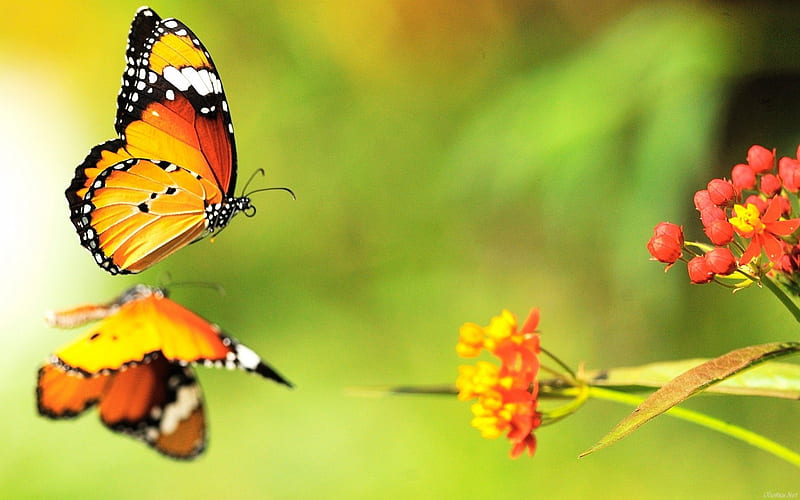 Butterfly, flower, butter, fly, animal, HD wallpaper