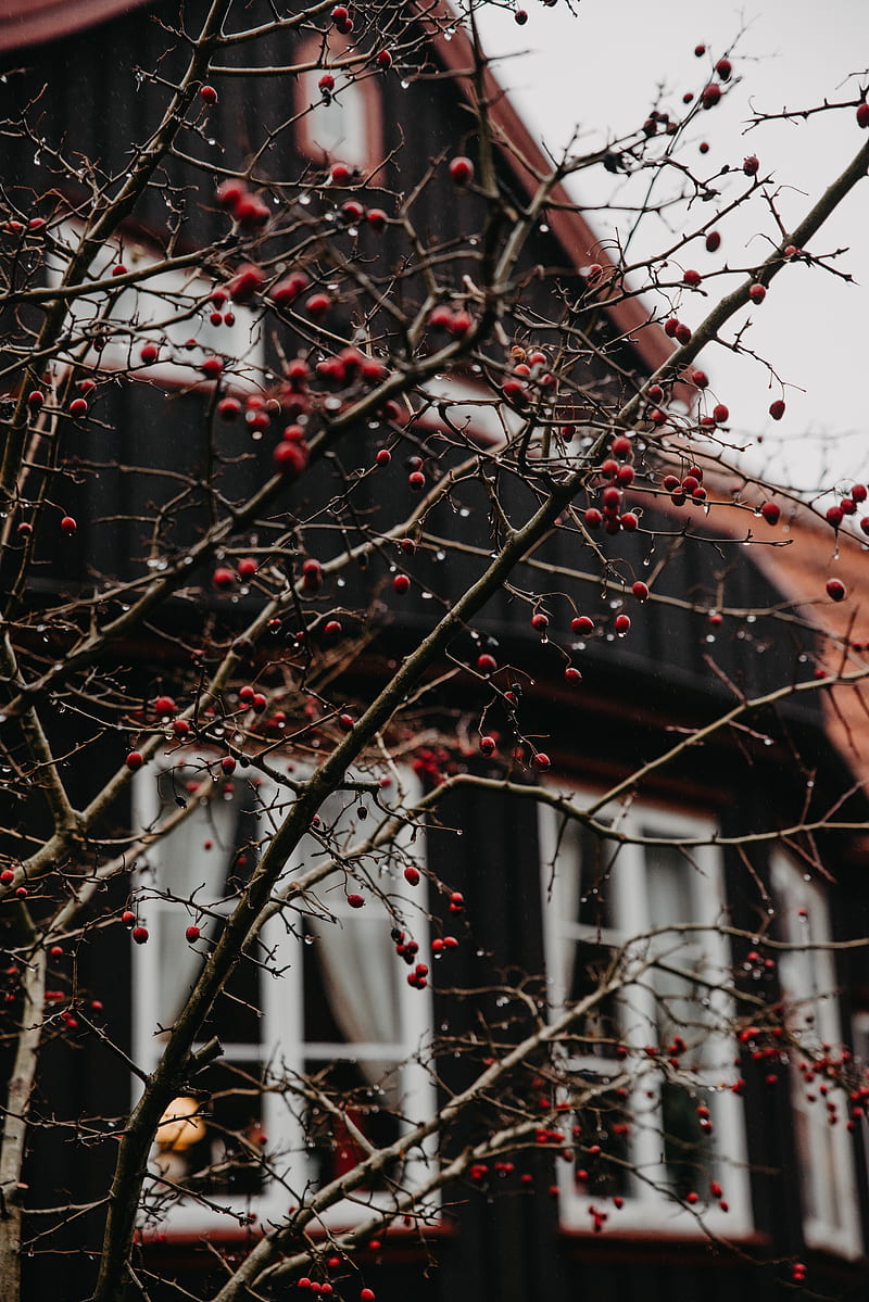 branches, berries, red, wet, house, HD phone wallpaper