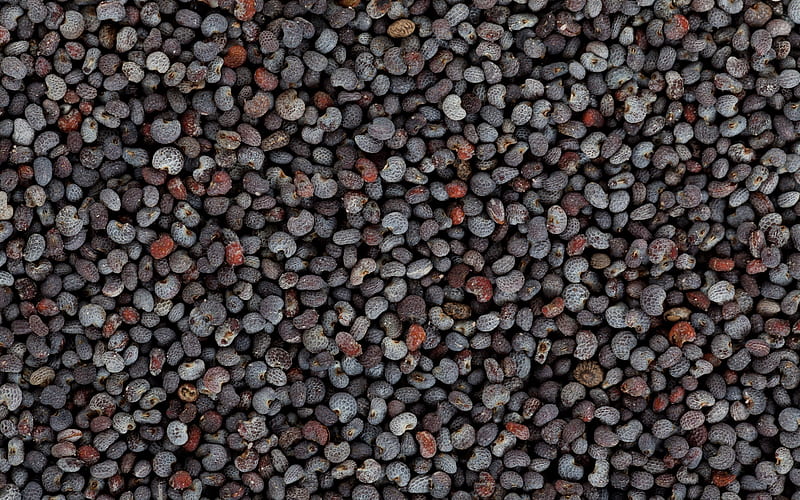 Poppy seed texture, macro, food textures, seed textures, backgrond with poppy seed, HD wallpaper