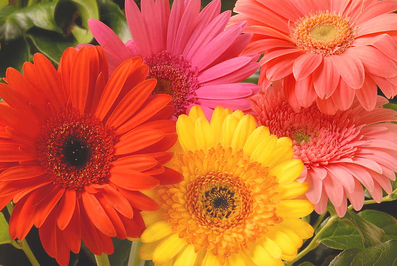 Gerbera Daisy, orange, gerbera, yellow, pink, daisy, HD wallpaper