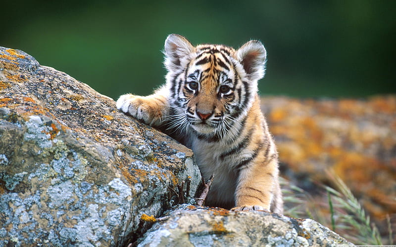 little tiger cub-Wildlife, HD wallpaper