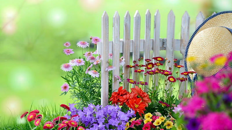 Garden Flowers, red, fence, yellow, bonito, white picket, hat, purple, summer, flowers, garden, HD wallpaper