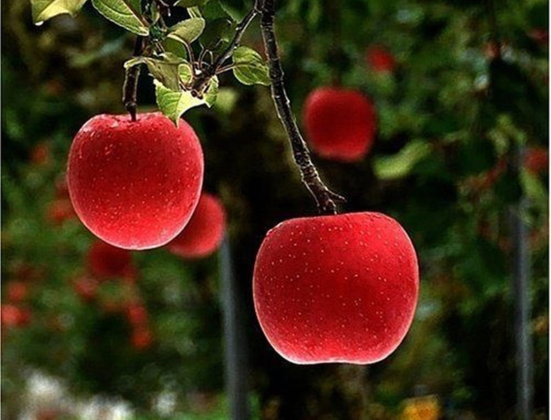 Summer fruits, beauty, red, nature, fruits, HD wallpaper | Peakpx