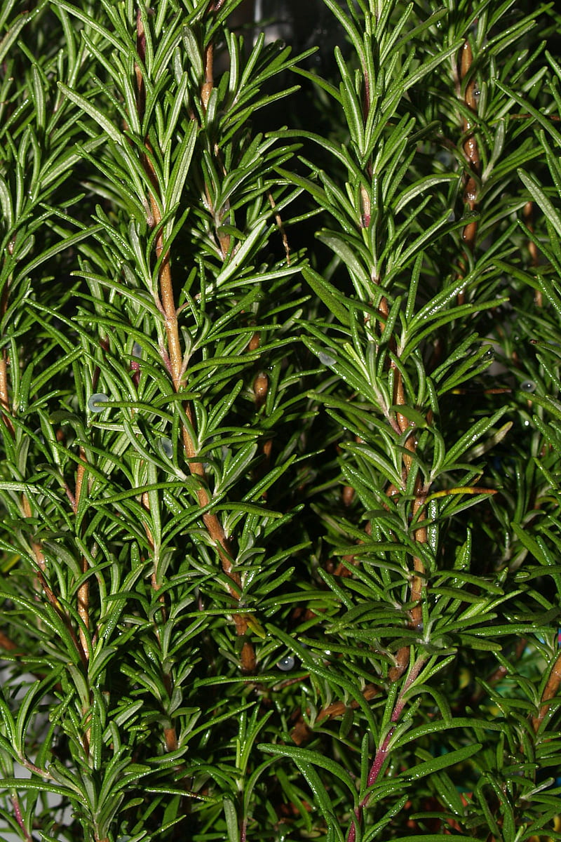 Rosemary, woody, perennial, herb, fragrant, evergreen, needle-like leaves, health benefits, cooking, HD phone wallpaper