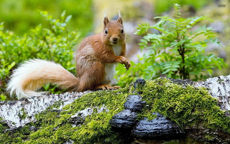 Cheeky Grin, squirral, red, tree, animal, HD wallpaper