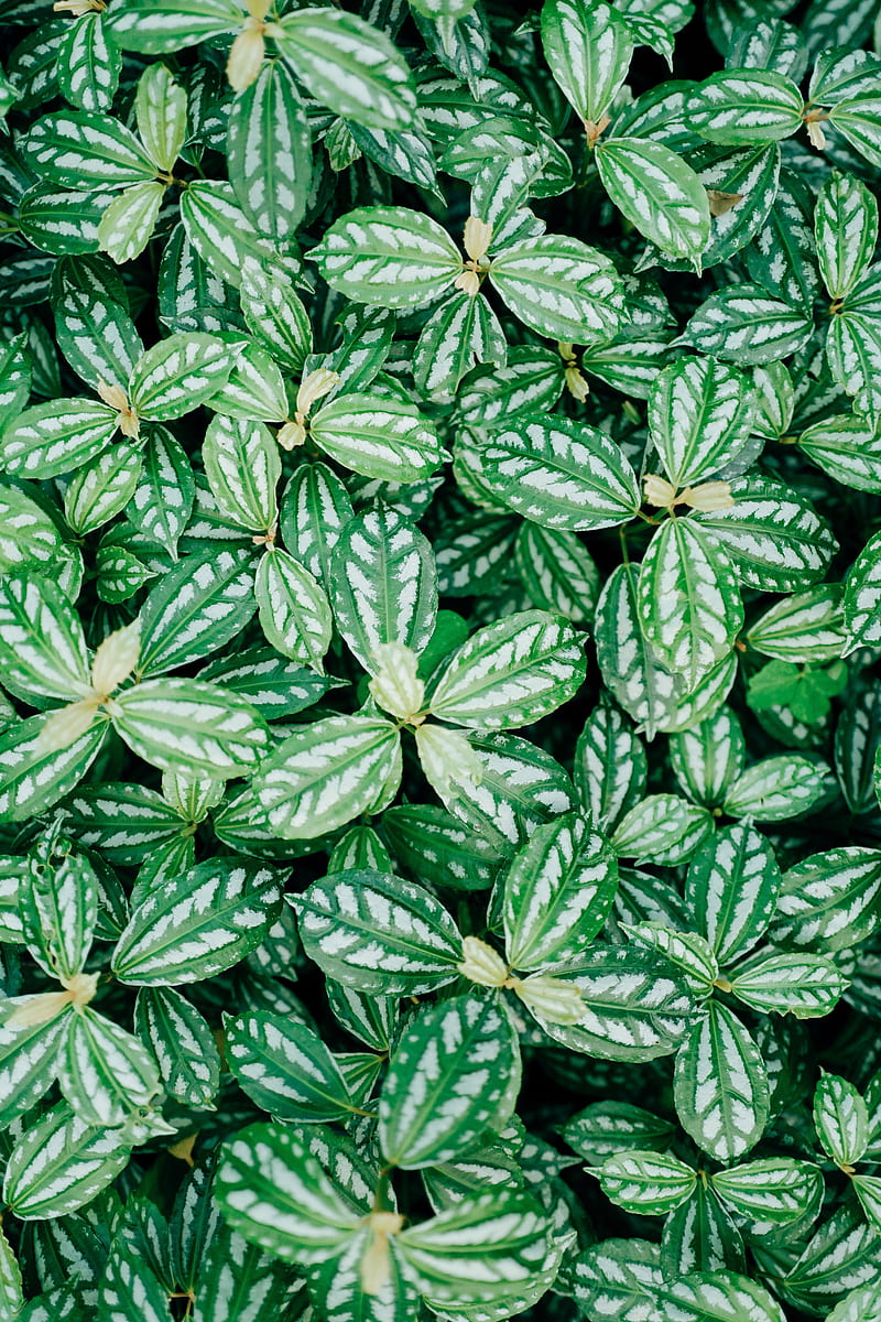 plant, leaves, veins, green, HD phone wallpaper