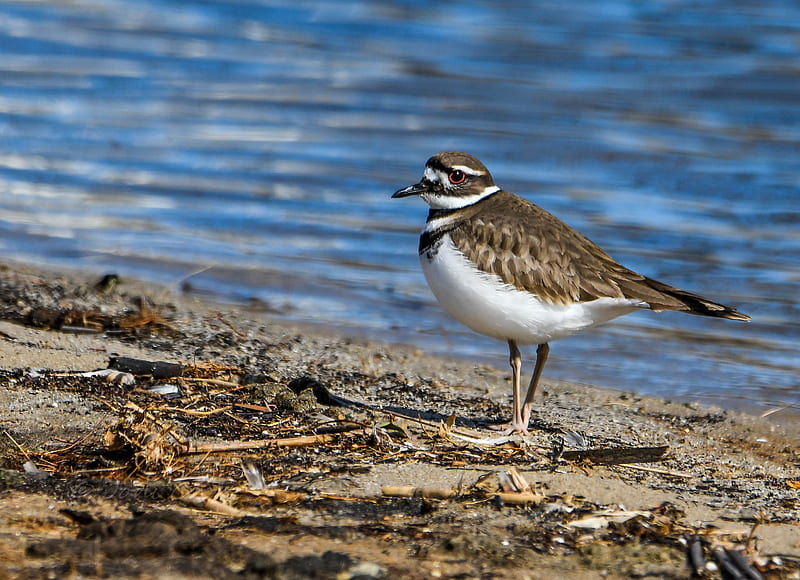 Killdeer, shore, bird, water, HD wallpaper | Peakpx