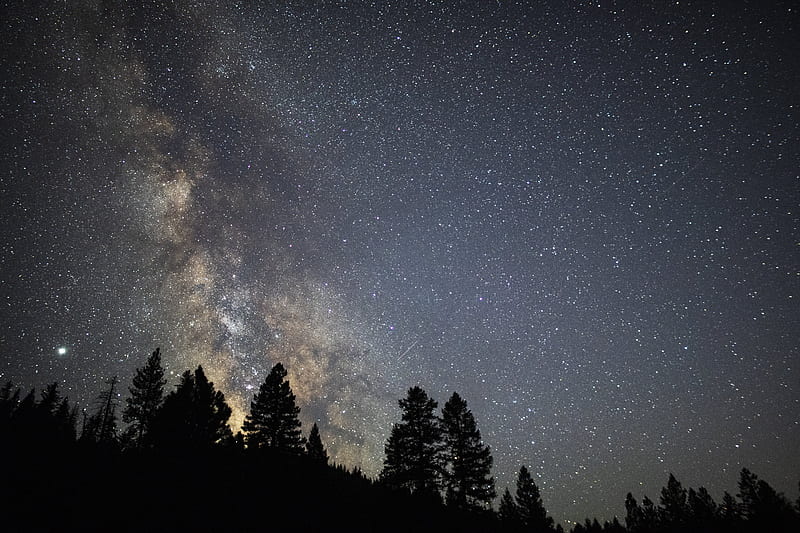 trees, starry sky, stars, milky way, night, HD wallpaper
