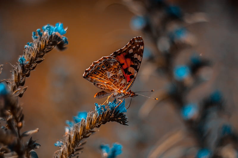 butterfly, flower, macro, insect, HD wallpaper