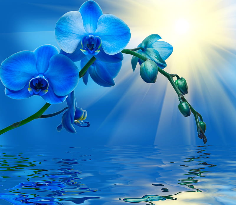 Blue Orchid Flower, Blue and Purple Orchids, HD wallpaper