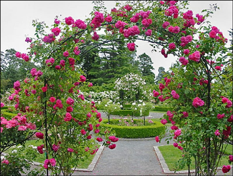 Jardín de rosas rojas, flores, jardín, rosas rojas, naturaleza, Fondo de  pantalla HD | Peakpx