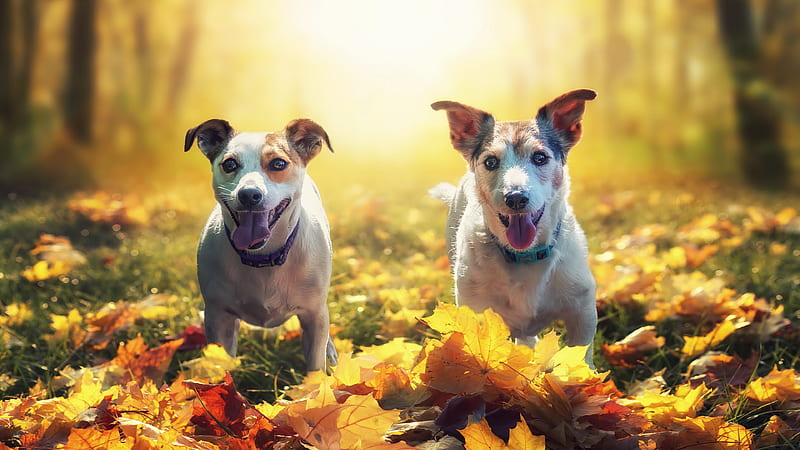 Dogs, Dog, Fall, Leaf, Pet, HD wallpaper