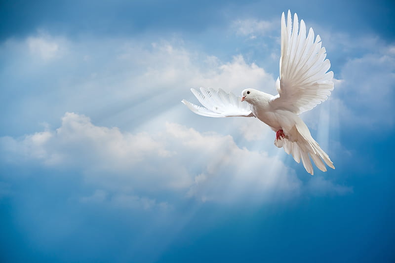 Dove, pigeon, peace, white, sky, HD wallpaper