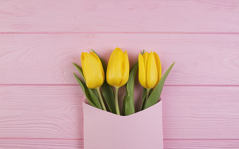yellow tulips, pink paper envelope, gift, spring, tulips, spring flowers, HD wallpaper