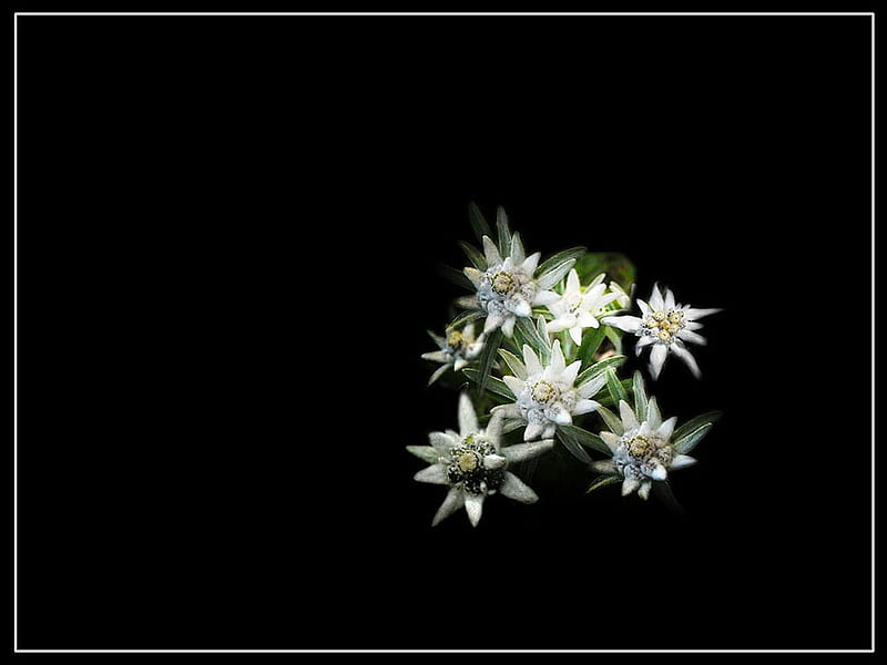 Edelweiss, eternal, love, flower, pure, white, HD wallpaper