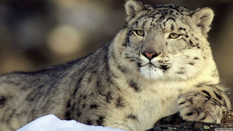 White majesty leopards, wallpapaer, snow leopards, predators, wild, wild cats, nature, cats, big cats, animals, HD wallpaper