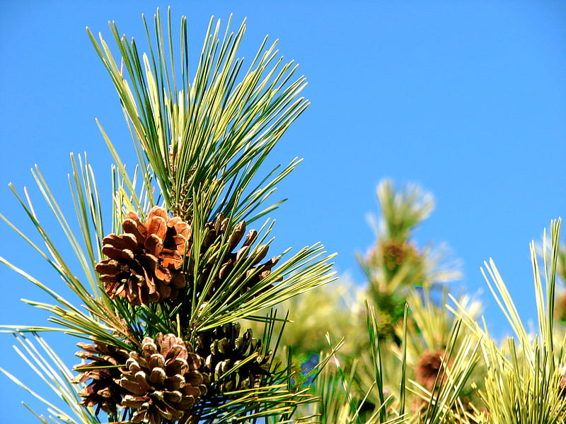 Pinetree, cone, tree, green, pine, HD wallpaper