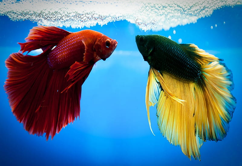 Betta Fish APK for Android Download