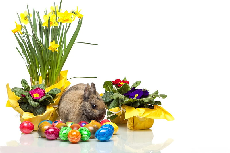 Easter bunny, red, colorful, orange, dandelions, stems, yellow, easter, green, flower pots, flowers, season, foil, blue, rabbit, easter eggs, holiday, cute, eggs, bunny, petals, reflections, white, HD wallpaper