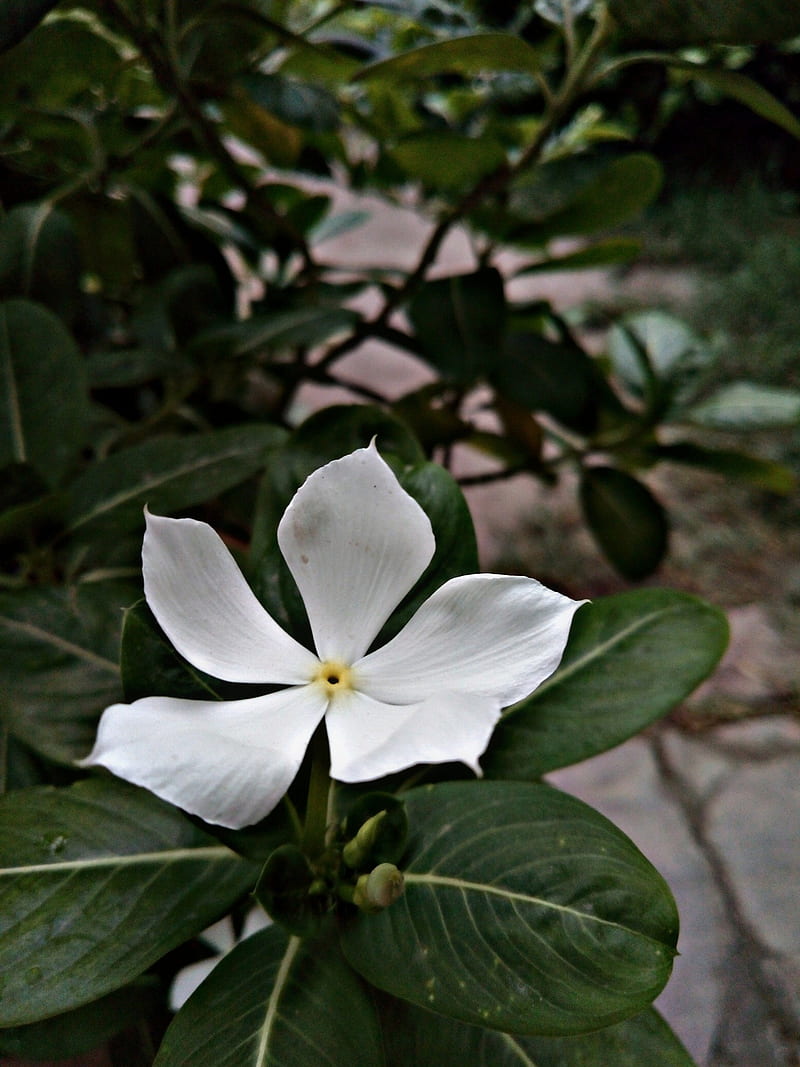 Flower, captured, greenery, nature, real, HD phone wallpaper