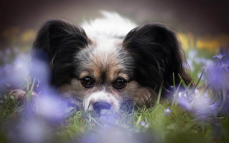 Continental Toy Spaniel, Papillon dog, large ears, white black dog, pets, dogs, French breeds of dogs, HD wallpaper