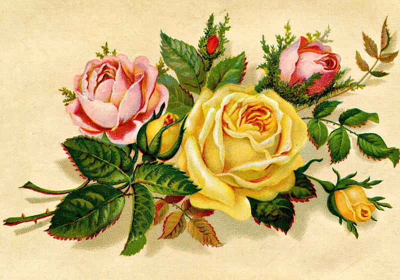 Roses, red, fower, green, rose, yellow, pink, vintage, card, HD ...