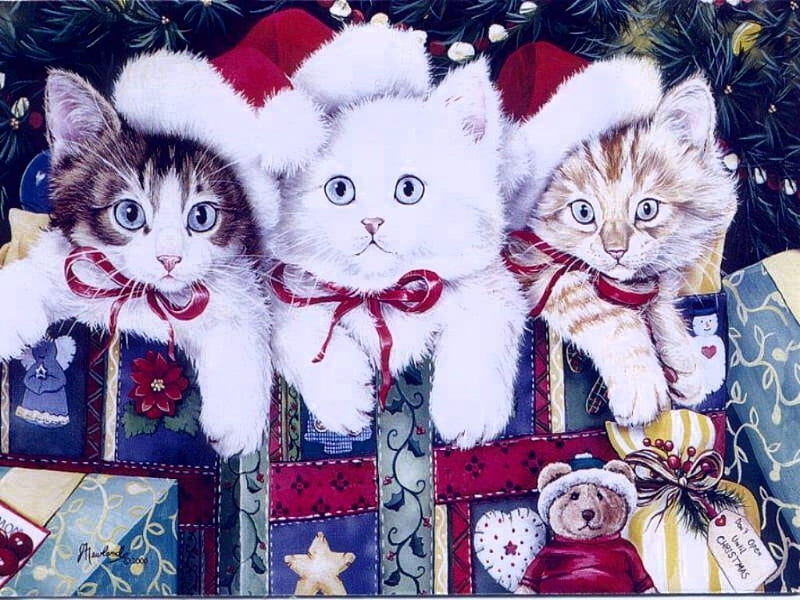 Gattini Natalizi ;), red, wonderful, christmas, three, dreams, kittens, bonito, believe, siempre, presents, white, cats, gifts, animals, faith, blue, HD wallpaper