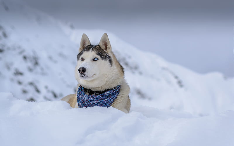 Siberian husky winter, dogs, cute husky, snowdrift, pets, Husky, HD wallpaper