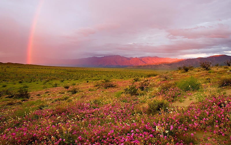 Landscape, mountain, red, wild, flowers, rainbow, alpine, field, HD wallpaper