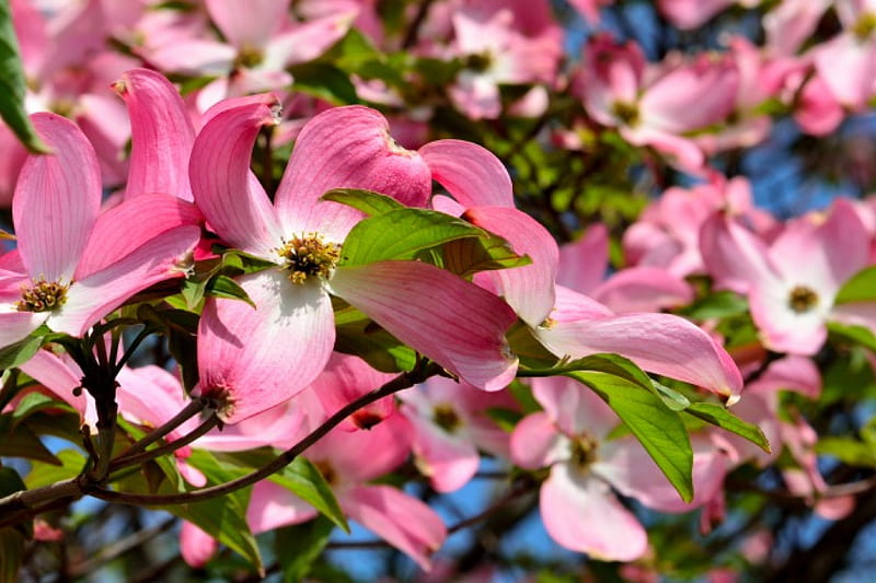 Pink Spring, pink flowers, spring flowers, pink dogwood, dogwood flowers, HD wallpaper